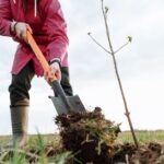 Osoba w czerwonej kurtce kopie łopatą dołek pod sadzonkę drzewa.